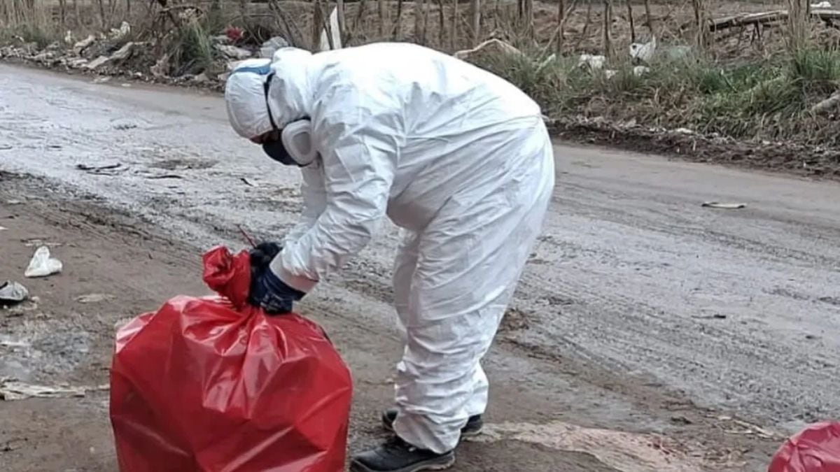 Valentina Sur Rural: casi dos horas de olor y moscas hasta retirar más de cien kilos de carne podrida abandonados en la calle