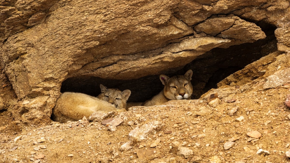Rastros en la nieve: la pulseada por ver al puma en la estepa santacruceña