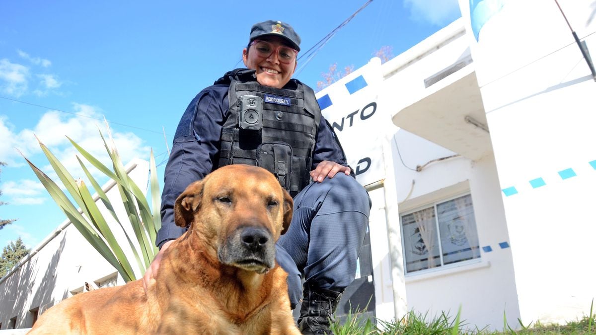 Puchero, el perro que se ganó la calle y la comisaría: diez años patrullando Neuquén al lado de los bicipolicías