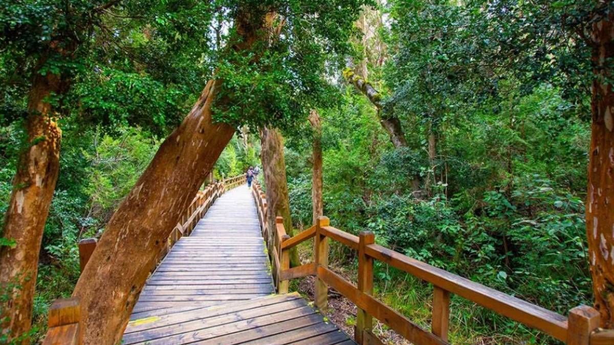 Quetrihué: el bosque de arrayanes que el Nahuel Huapi cuida desde hace milenios