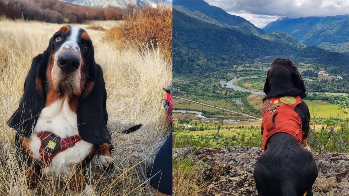 Humboldt, el basset hound que se convirtió en el mejor rastreador de la Patagonia