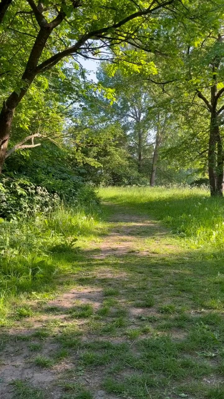 El shinrin-yoku, la vieja idea japonesa que invita a caminar entre árboles para bajar el cortisol