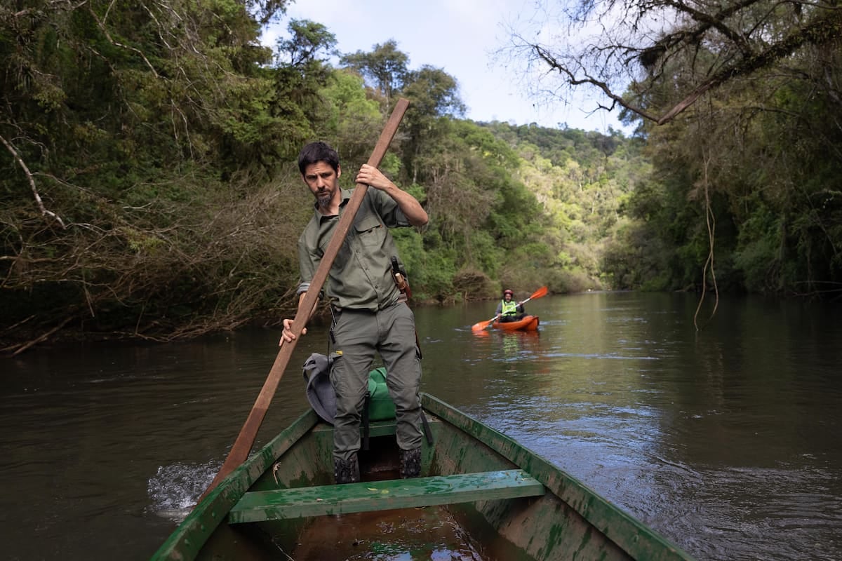 Margay, la reserva misionera que enlaza turismo, selva paranaense y restauración de monte a 290 kilómetros de Iguazú