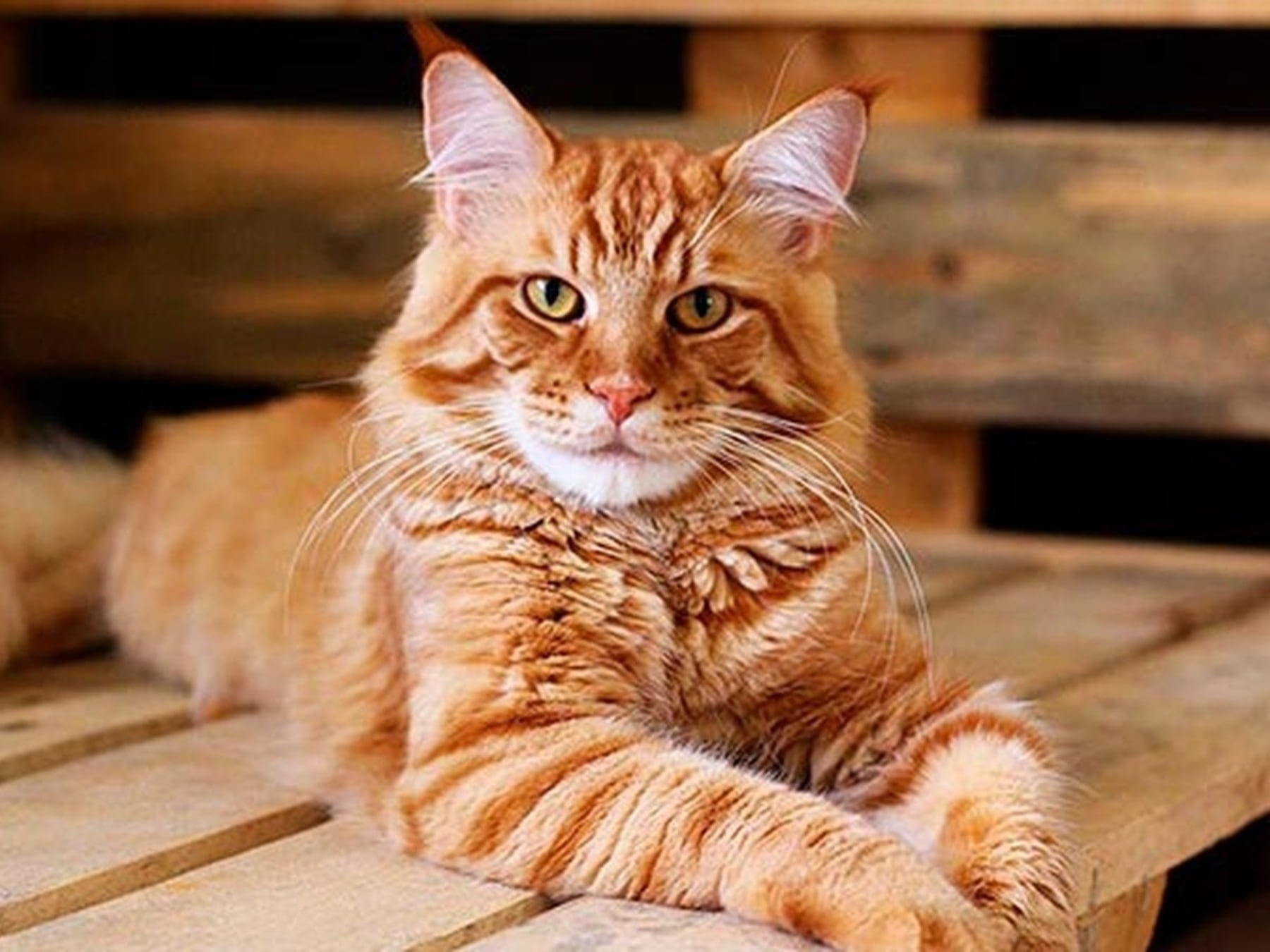 Gatos que comparten el living: cómo cambió la convivencia en los departamentos porteños