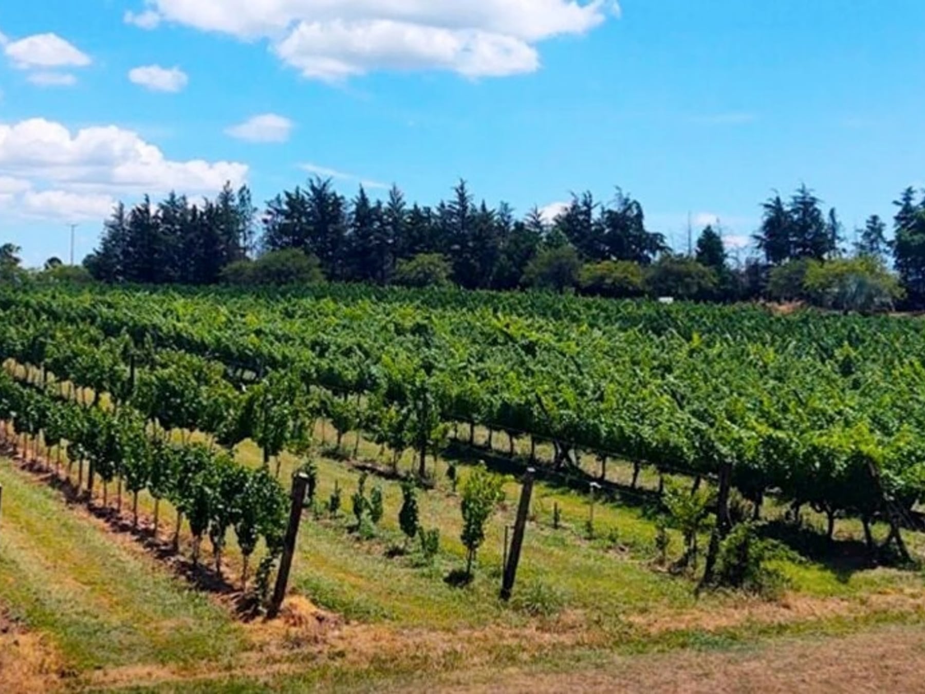 San José, la villa entrerriana donde las termas se cruzan con las bodegas y la historia de los Forclaz