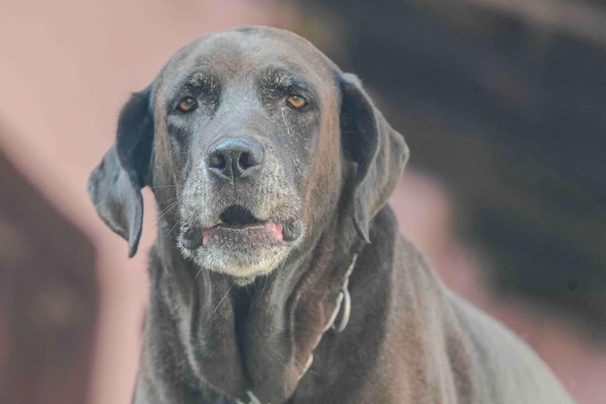 El Chaltén mide el registro de mascotas en litros de nafta: la inscripción arranca en 20 módulos y la patente anual, en 15