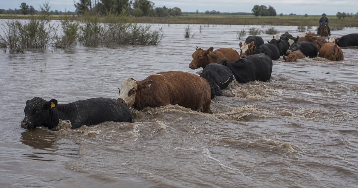 La evacuación de 25.000 cabezas en Corrientes y la perspectiva mundial del USDA recalientan el mercado de hacienda