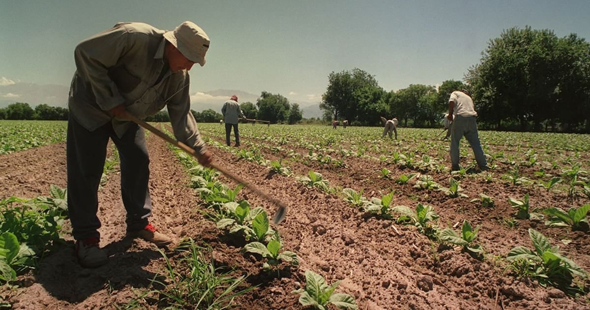 Asignaciones familiares rurales: el piso equivalente a la AUH se extiende por un año más