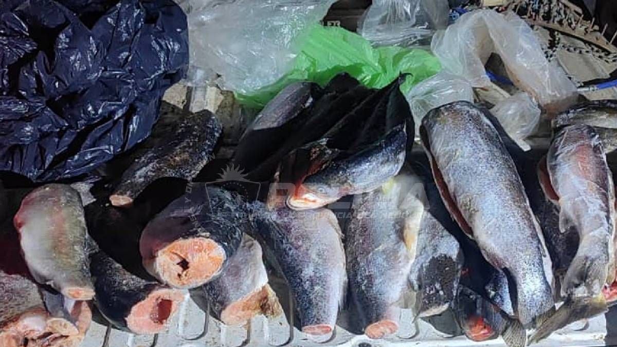 Pesca en Neuquén: la ventana que se abre antes del 1 de noviembre y las cifras detrás de los controles en la ruta 237